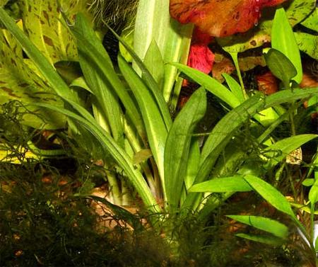 ,   (Spiranthes cernua, Spiranthes latifolia), M