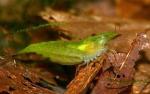    (Caridina cf. babaulti var. Green), M