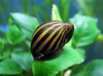    (Nerritina natalinsis sp. Zebra), M