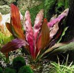  "" (Echinodorus "Rubin"), S