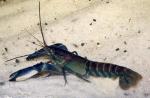 -   (Cherax papuanus), L
