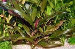   ""     (Cryptocoryne wendtii var. "Brown", Cryptocoryne wendtii var. jahnellii), M