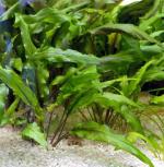   "" (Cryptocoryne wendtii var."Green"), M