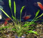   "" (Cryptocoryne x willisii "Lucens"), M