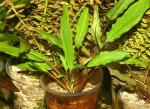      (Cryptocoryne willisii, Cryptocoryne willisii axelrodii, Cryptocoryne willisii undulata), M