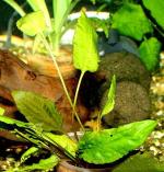   (Cryptocoryne wendtii var. wendtii), M