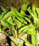   "" (Cryptocoryne wendtii var."Green"), M,  