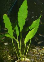   (Anubias "undulata"), M
