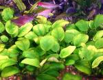       (Anubias barteri var. nana, Anubias nana), S