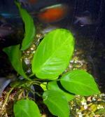    (Anubias barteri var. "Broad leaf"), S