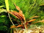   ,   (Cryptocoryne albida var. costata), M