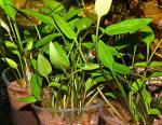    (Cryptocoryne x willisii "Lucens"), M,  