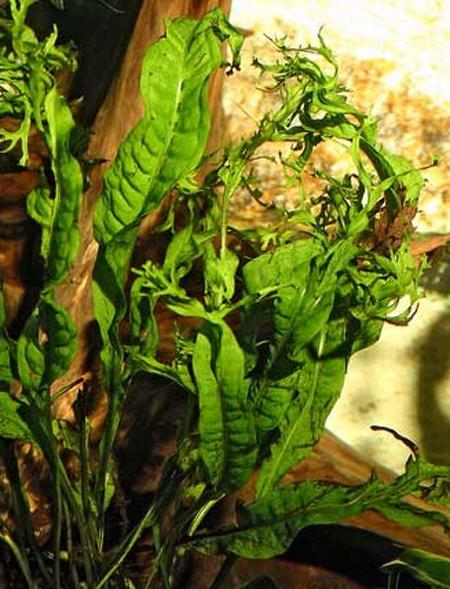 Папоротник таиландский или Микросорум крыловидный (Microsorum pteropus), M, пучок