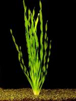   (Vallisneria asiatica), M
