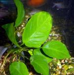    (Anubias barteri var. "Broad leaf"), M