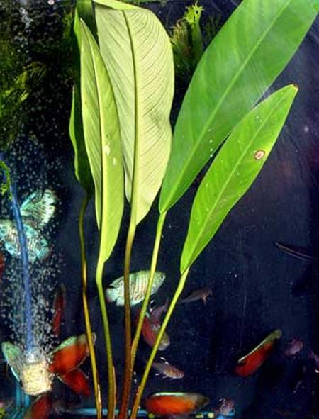   "" (Anubias barteri var. glabra), M