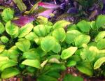   ,   (Anubias barteri var. nana, Anubias nana), M