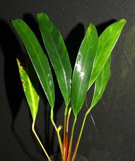    (Anubias barteri var. angustifolia), M