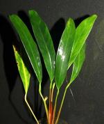    (Anubias barteri var. angustifolia), M