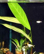   (Anubias heterophylla, Anubias congensis, Anubias affinis), S