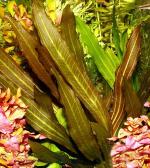  "" (Echinodorus "Rubin"), M