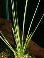   (Acorus gramineus var. albolineatus), M