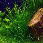    (Vallisneria americana var. natans), M