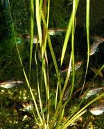  (Vallisneria sp.), M