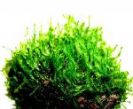   "" (Taxiphyllum sp."Flame moss"), M,  