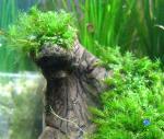   (Vesicularia dubyana), M,  