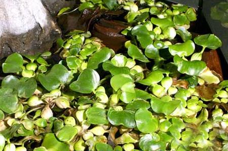 Гиацинт водяной, эйхорния (Eihornia crassipes), M