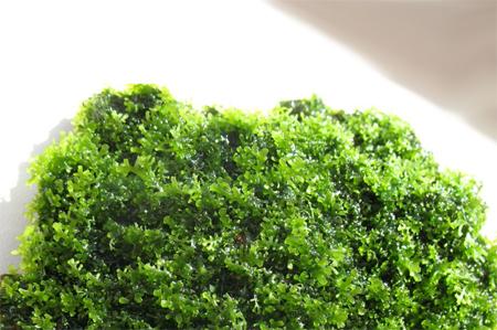   (Riccardia chamedryfolia), M,  