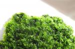   (Riccardia chamedryfolia), M,  