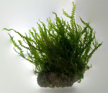   (Blepharostoma trichophyllum), M