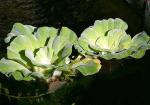   (Pistia stratiotes), M