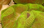 Актиния ковровая стиходактила хаддони зеленая (Stichodactyla haddoni, Stoichactis haddoni), M
