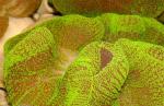      (Stichodactyla haddoni, Stoichactis haddoni), M