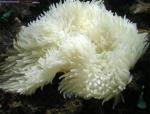    (Heteractis malu, Radianthus malu), M