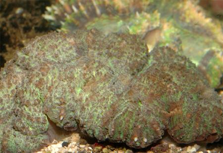,   (Wellsophyllia sp.), M