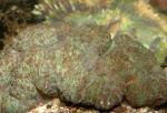 ,   (Wellsophyllia sp.), M