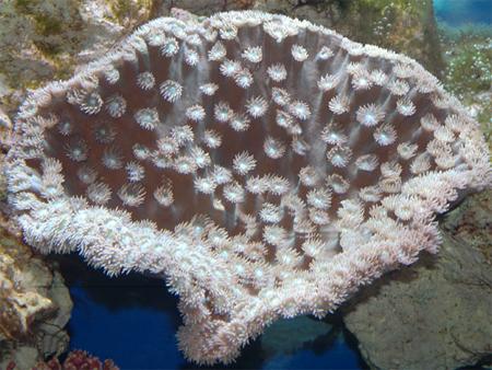   (Turbinaria sp.), M