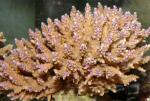   (Acropora sp.), M