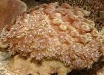  (Goniopora sp.), L