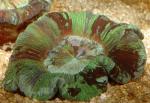   (Trachyphyllia geoffroyi), M