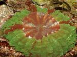  (Scolymia sp.), M