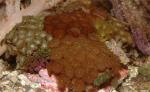 , ,  (Zoanthiniaria Gen. sp., Zoanthus, Palythoa), M 