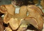  (Sarcophyton sp.),  L