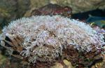  (Cornularia sp.), M
