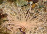 ,   (Ceriantharia Gen. sp.), M