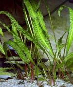   (Cryptocoryne aponogetifolia), M